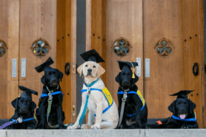 A Duke University estudou 101 filhotes para ver como suas mentes se desenvolveram