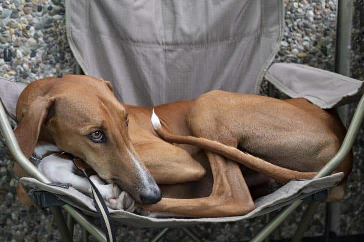 A fumaça da fogueira afeta os cães?