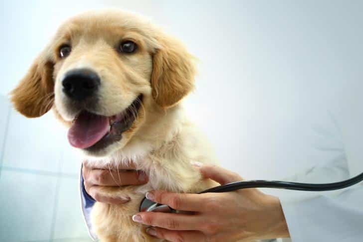 Doença cardíaca em cães: sinais, sintomas, tratamentos