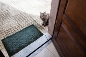 Você pode renomear um gato? Os gatos podem aprender um novo nome?