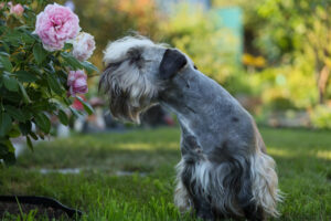 Perfumes para animais de estimação e sprays desodorizantes são seguros para cães?