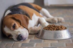 Famotidina para cães: usos, efeitos colaterais e alternativas