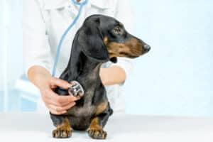 Os cães podem ter ataques cardíacos? Causas, tratamento e prevenção