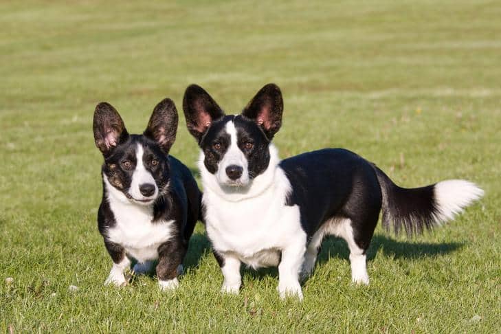 O que saber sobre o nanismo em cães