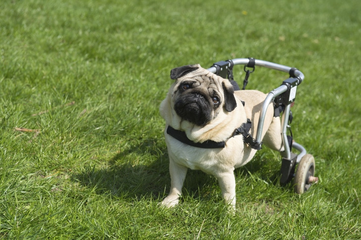 Dispositivos de mobilidade para cães: o que existe e o que funciona para o seu cão?