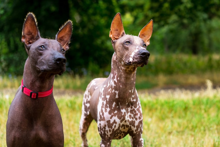 Como cuidar de um cachorro sem pêlo