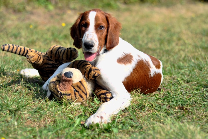 Quais brinquedos para cães são adequados para o seu cachorro?