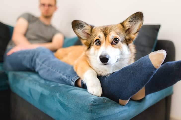 Estamos estressando nossos cães?