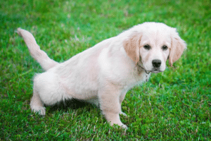 Retenção urinária em cães: sinais, sintomas, tratamentos