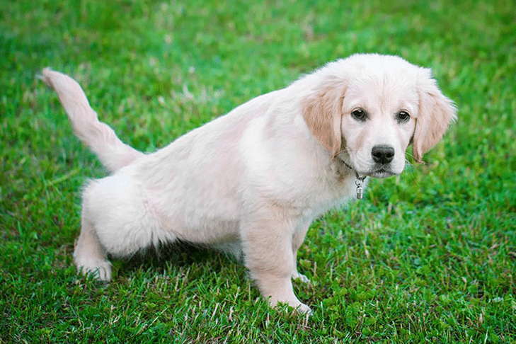 Retenção urinária em cães: sinais, sintomas, tratamentos