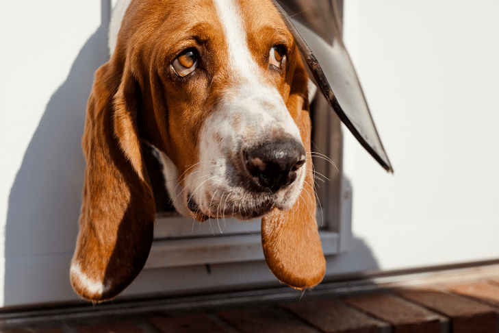 Ectrópio em cães: sinais, sintomas, tratamentos