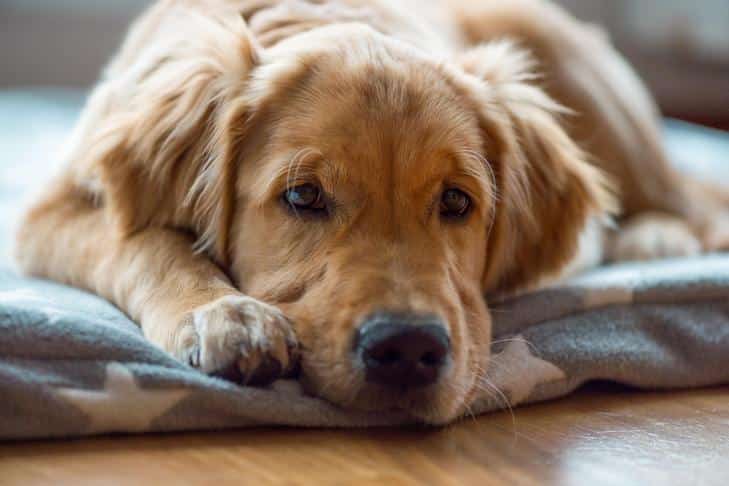 O que você deve fazer se seu cachorro comer uma folha de secar?