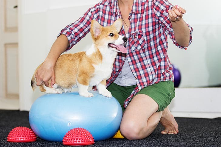 Por que a força do núcleo do cão é importante na agilidade e em casa