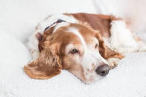 O que fazer quando seu cão idoso se esquece do treinamento doméstico