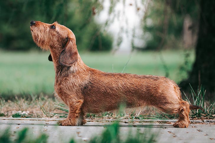 Como cuidar de um cachorro com pelagem dupla