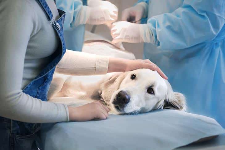 Como escolher um veterinário de emergência para seu cão
