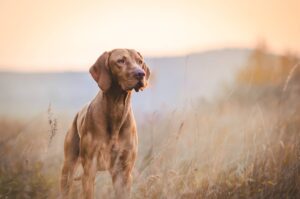 Hunting Dog Nutrition 101: Escolhendo a melhor comida para caçar cães