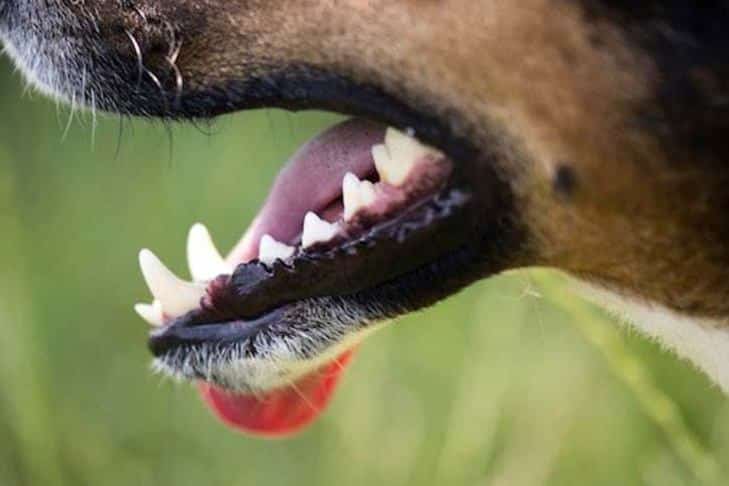 Dentes conversando em cães: causas e tratamento