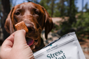 Treates de cão CBD vs. óleos: Qual é a diferença?